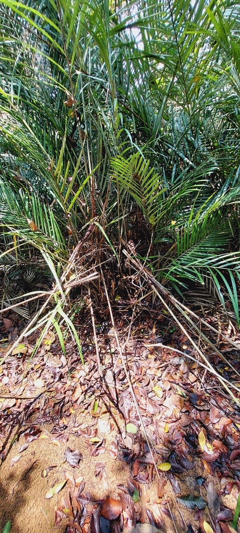 Bactris vulgaris photo 4