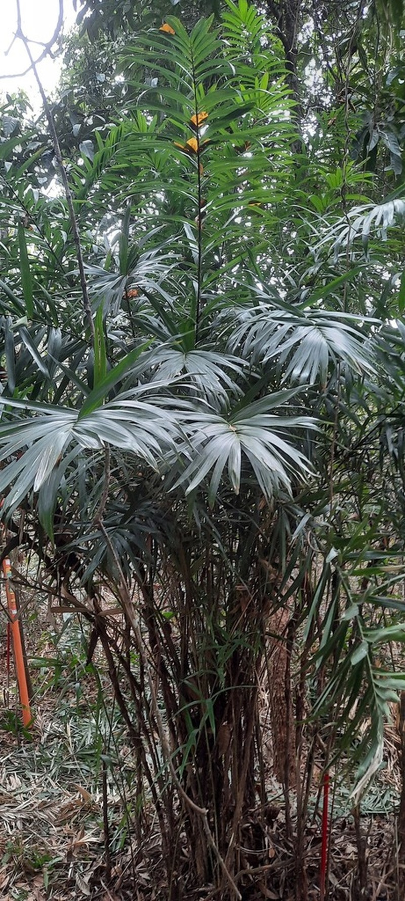 Bactris vulgaris photo 5