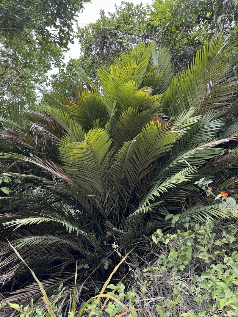 Bactris vulgaris photo 6