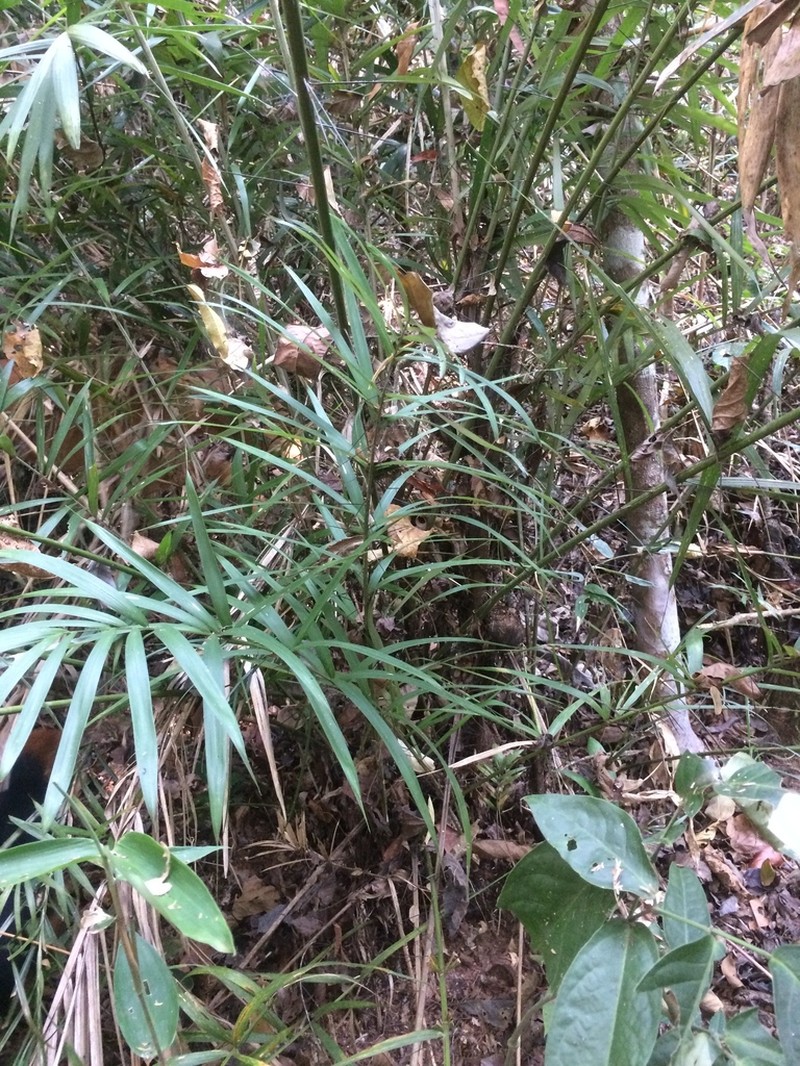 Bactris vulgaris photo 7