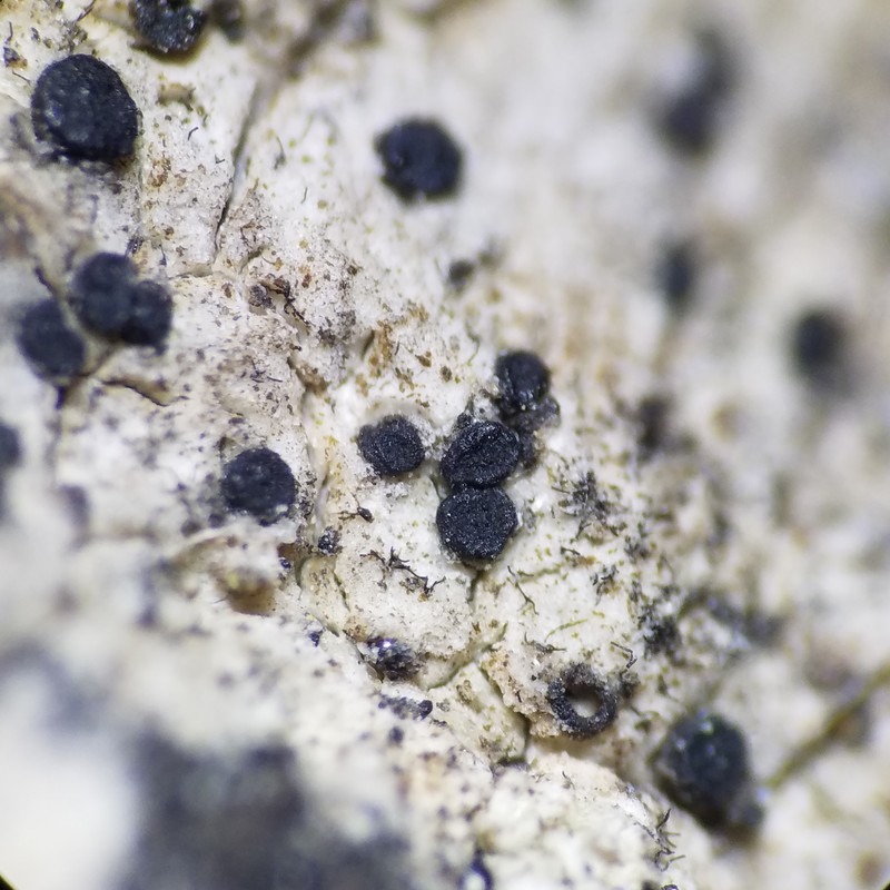Bactrospora brevispora photo 2