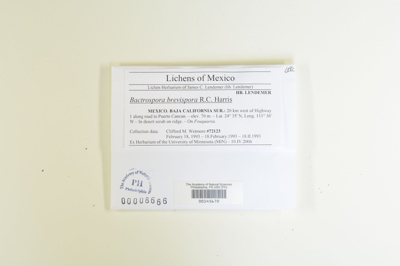Bactrospora brevispora photo 3