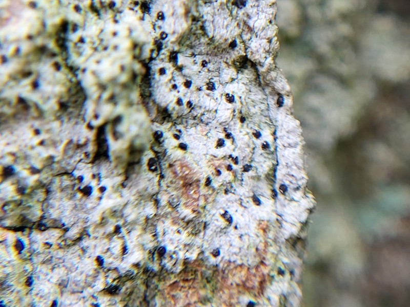Bactrospora Lichen