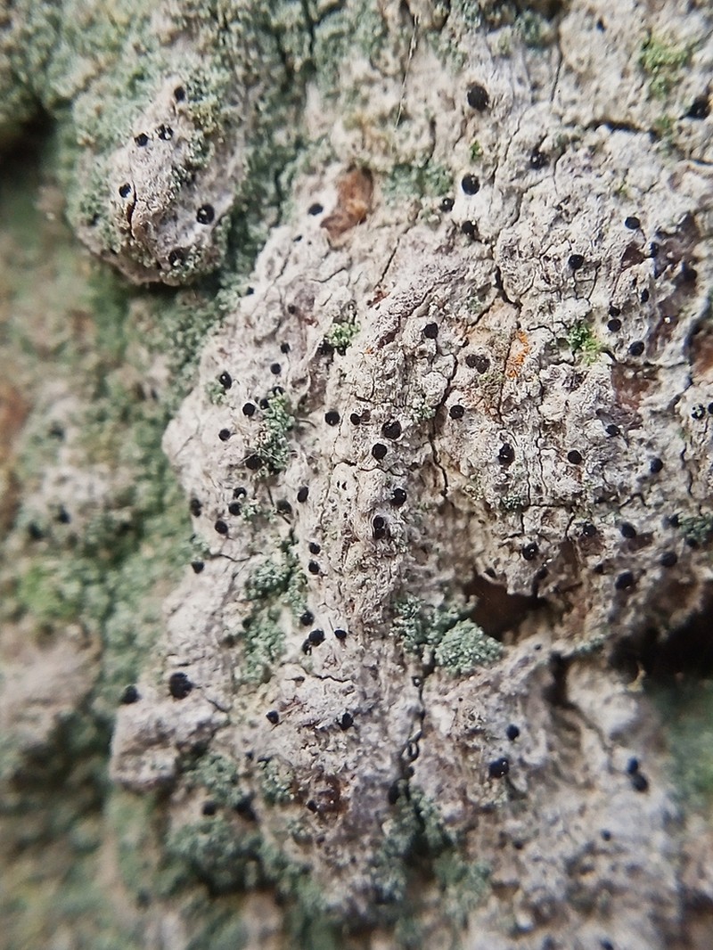 Bactrospora Lichen photo 2