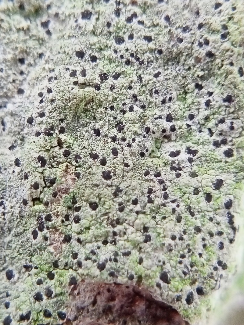 Bactrospora Lichen photo 3