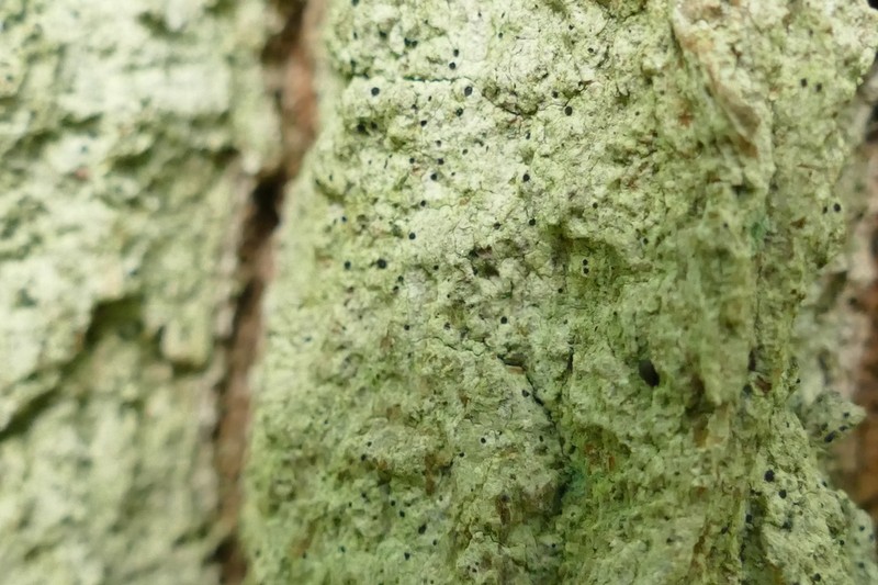 Bactrospora Lichen photo 4