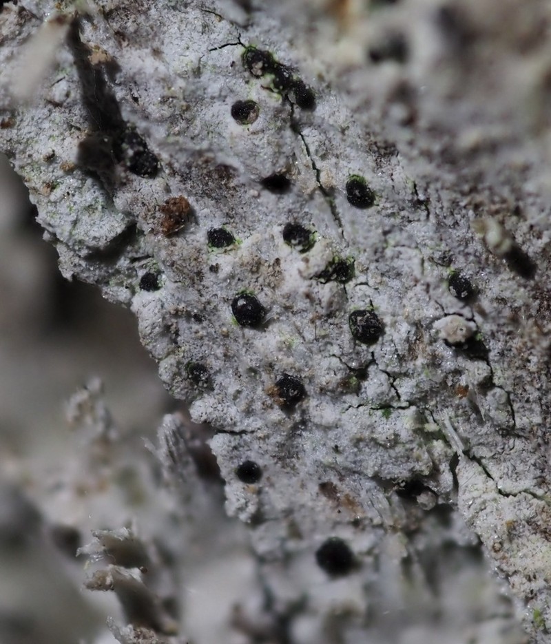 Bactrospora Lichen photo 5