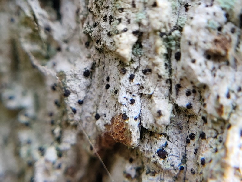 Bactrospora Lichen photo 6