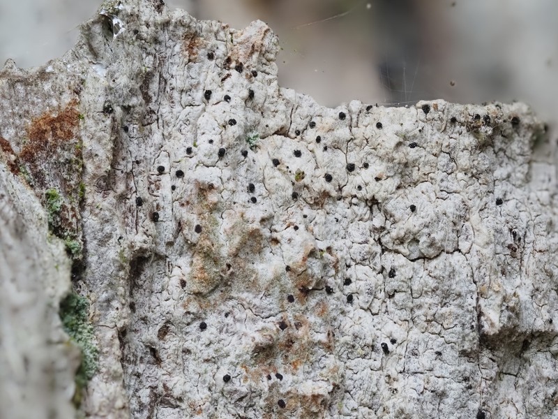 Bactrospora Lichen photo 7