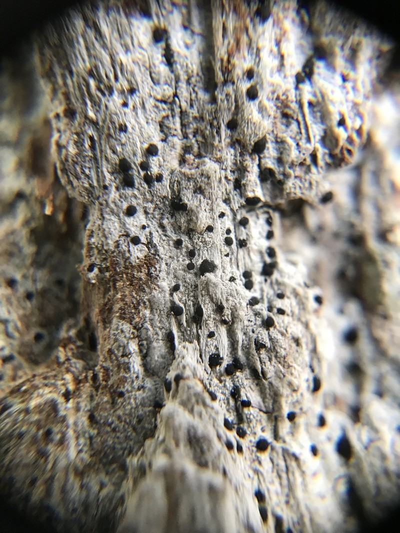 Bactrospora mesospora