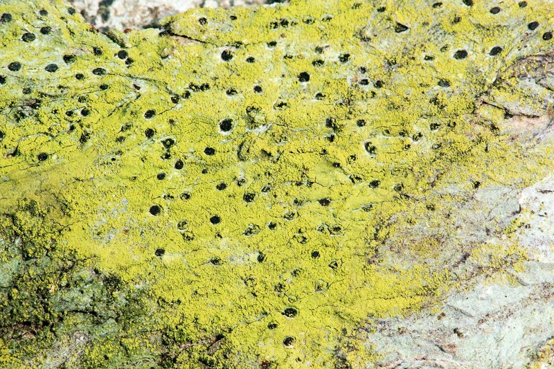 Bactrospora myriadea photo 2