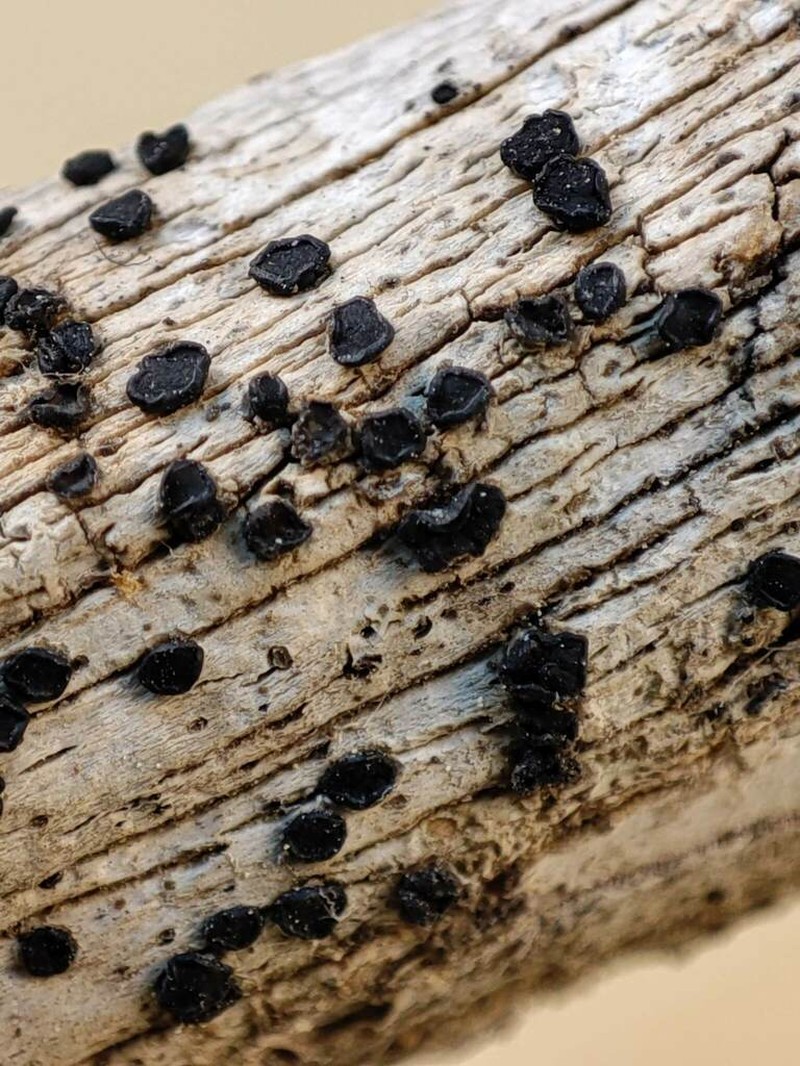 Bactrospora Lichen