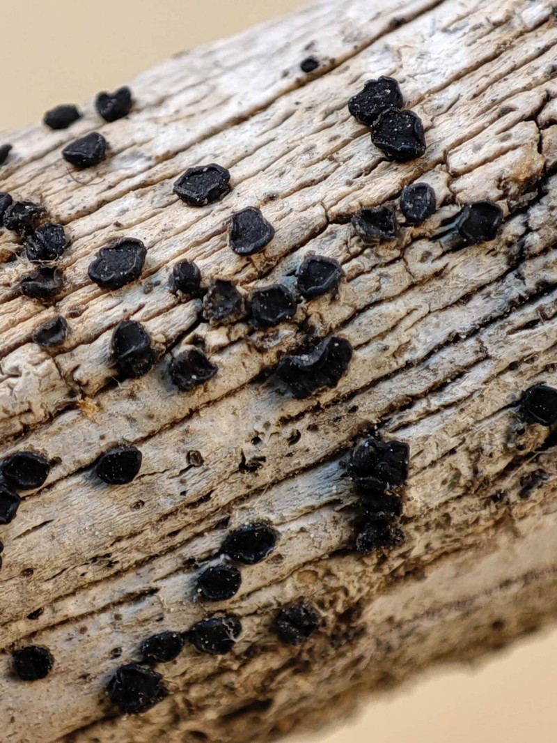 Bactrospora Lichen photo 2