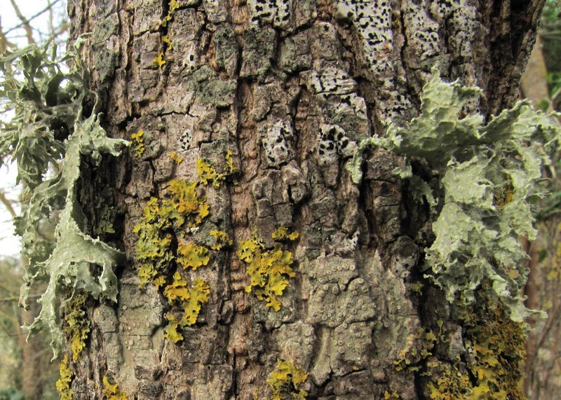 Bactrospora Lichen photo 3