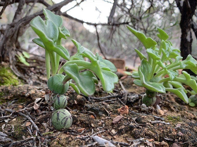 Baculellum articulatum