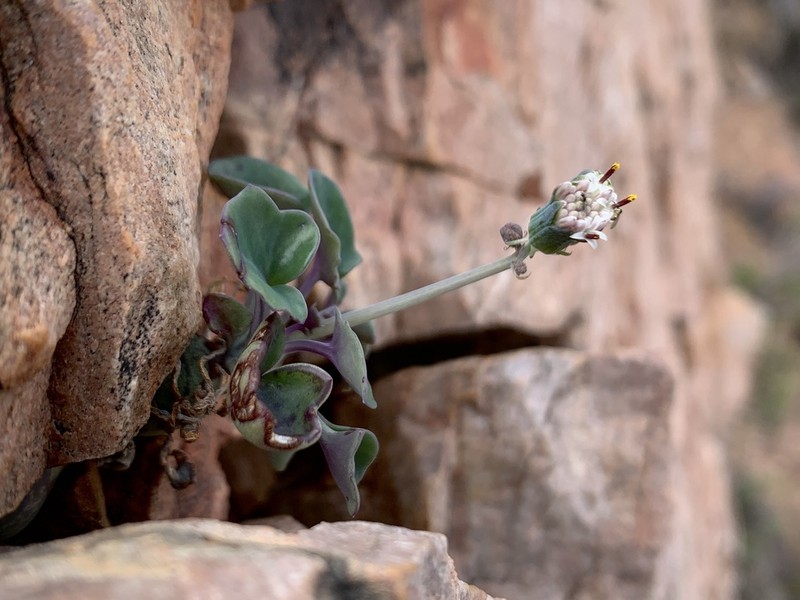 Baculellum articulatum photo 2