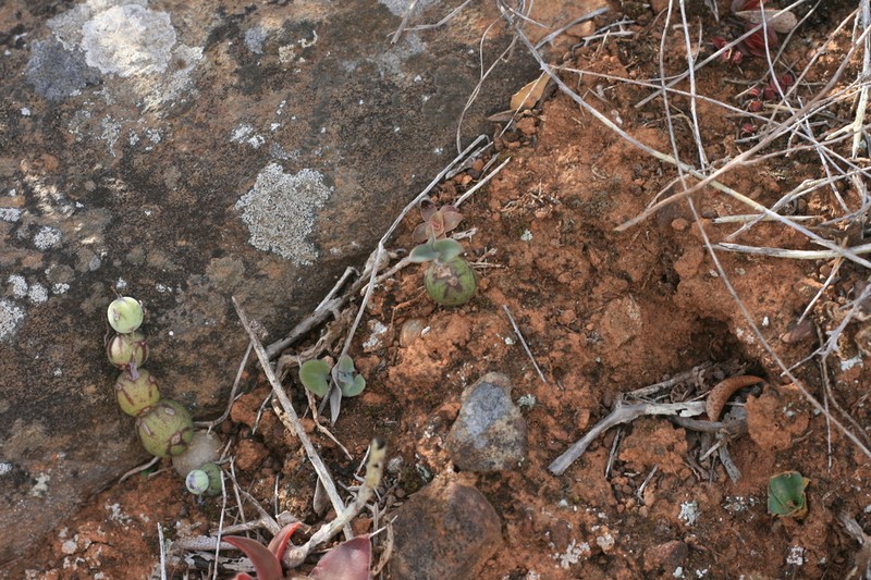 Baculellum articulatum photo 3