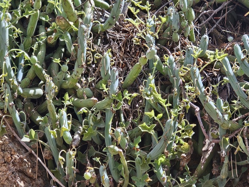 Baculellum articulatum photo 4