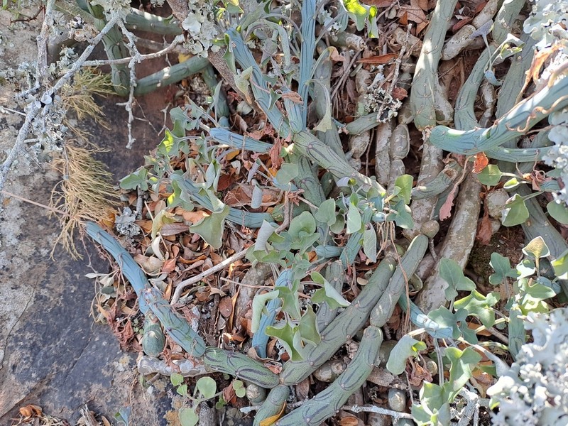 Baculellum articulatum photo 5