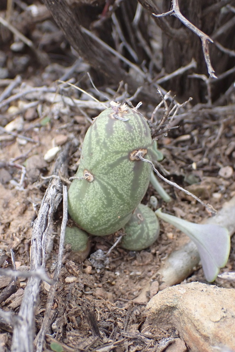 Baculellum articulatum photo 6