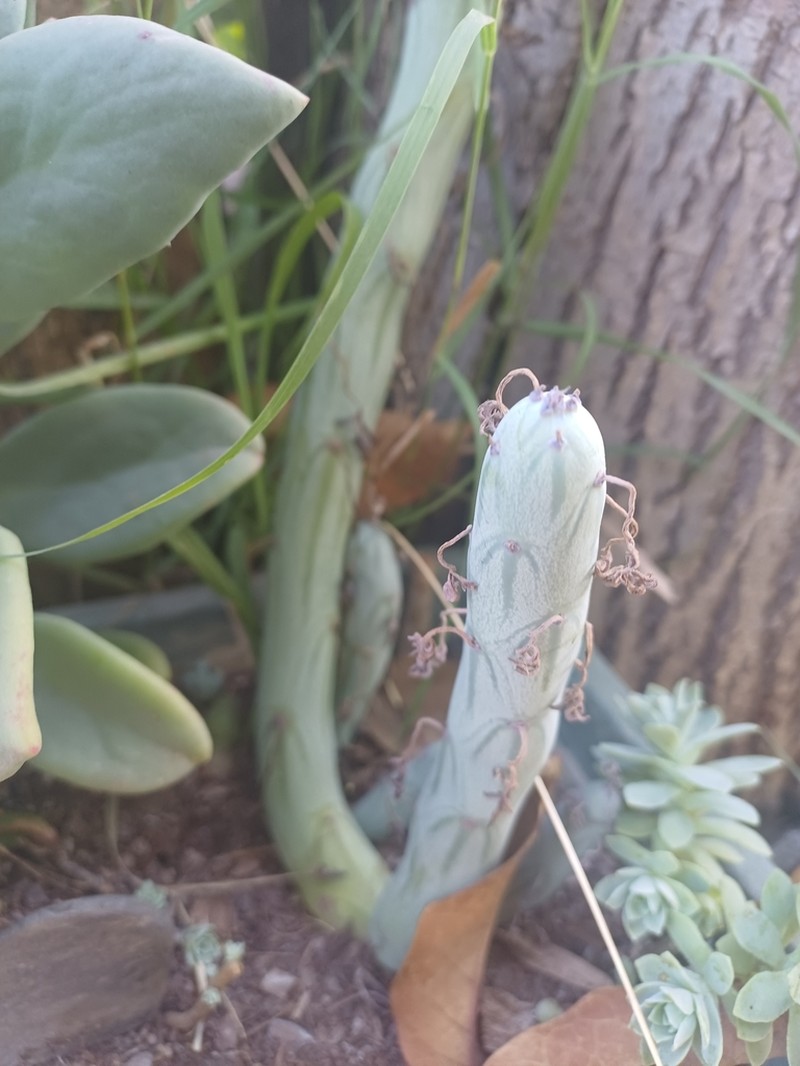 Baculellum articulatum photo 8