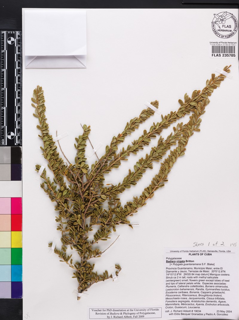 Badiera virgata subsp. virgata
