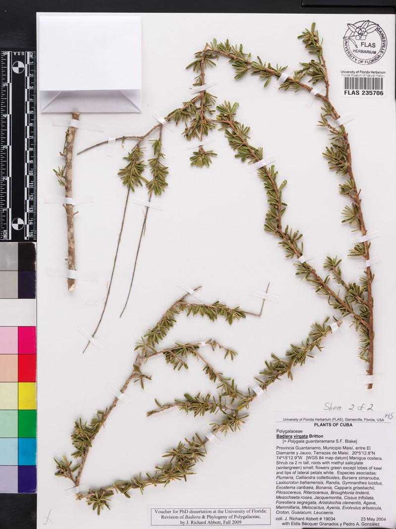 Badiera virgata subsp. virgata photo 2