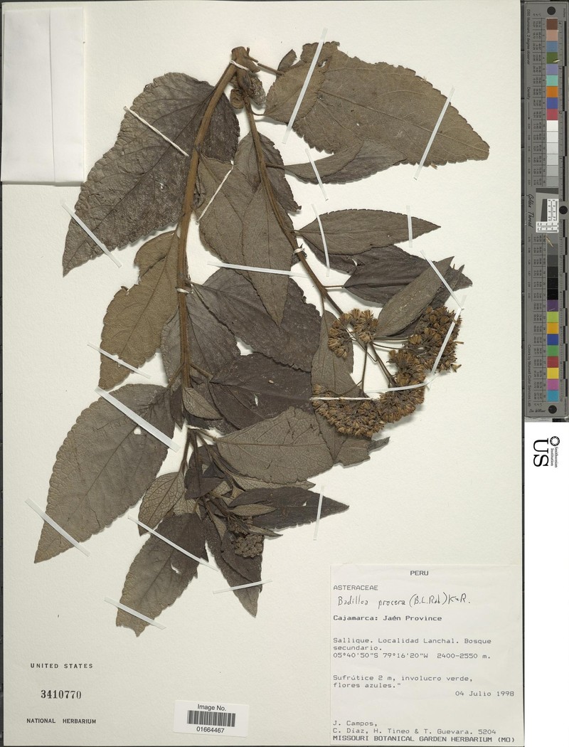 Badilloa procera