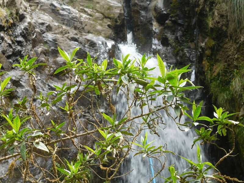 Badilloa salicina photo 7