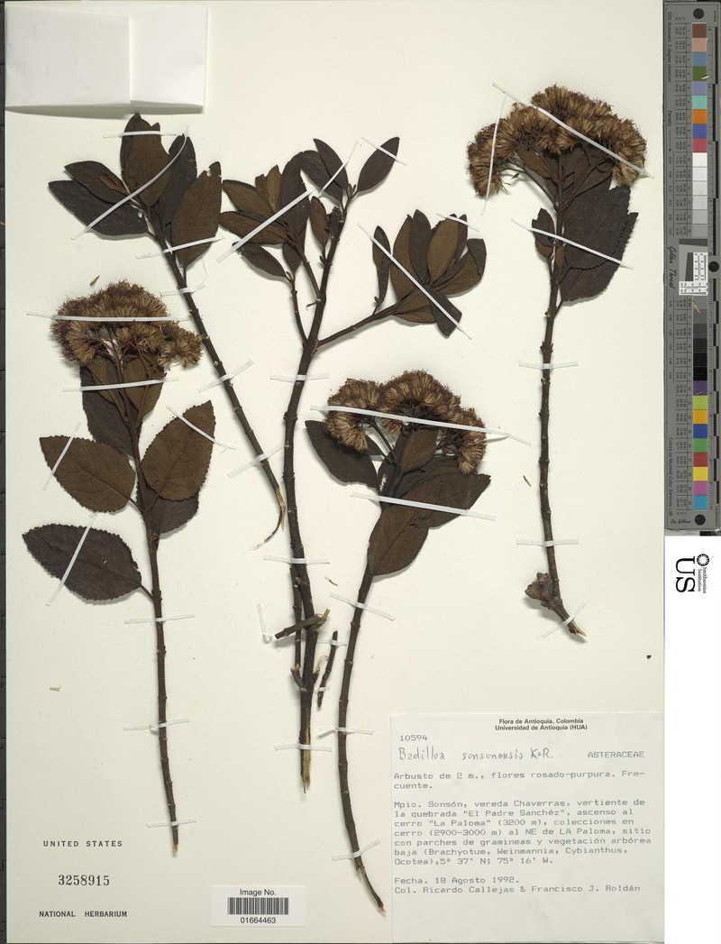 Badilloa sonsonensis