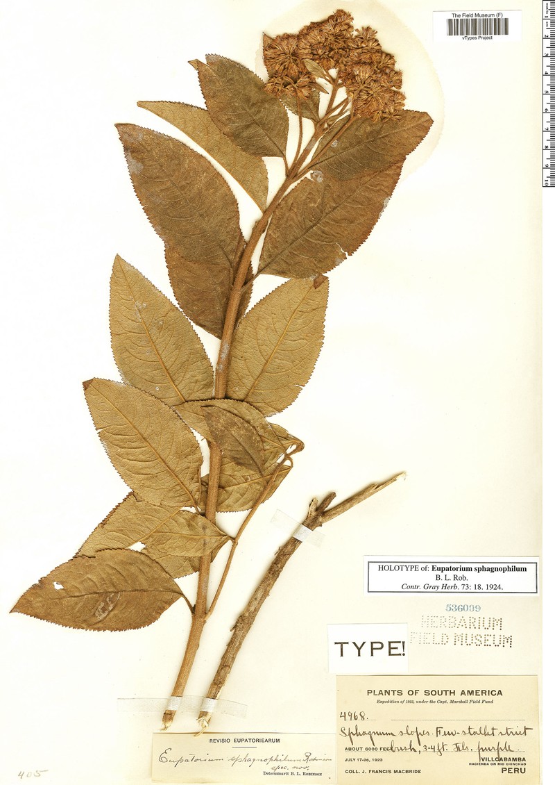 Badilloa sphagnophila