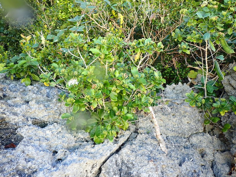 Badusa corymbifera