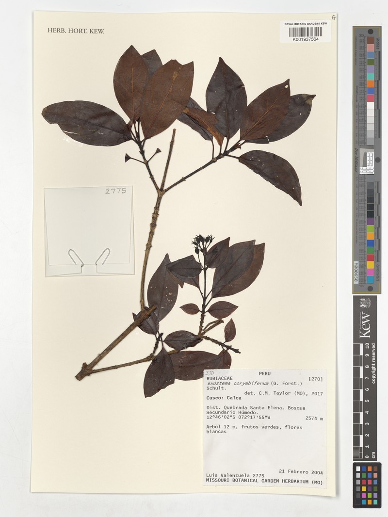 Badusa corymbifera photo 2