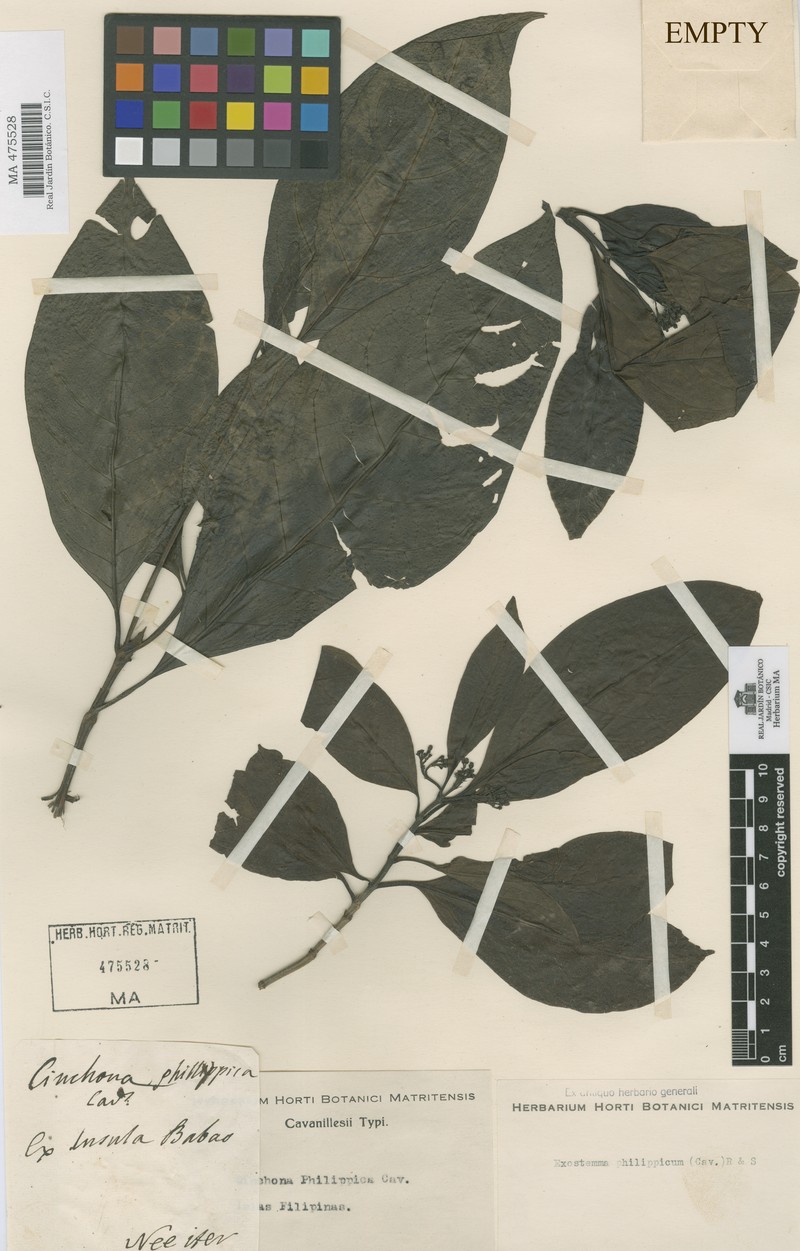 Badusa corymbifera subsp. corymbifera