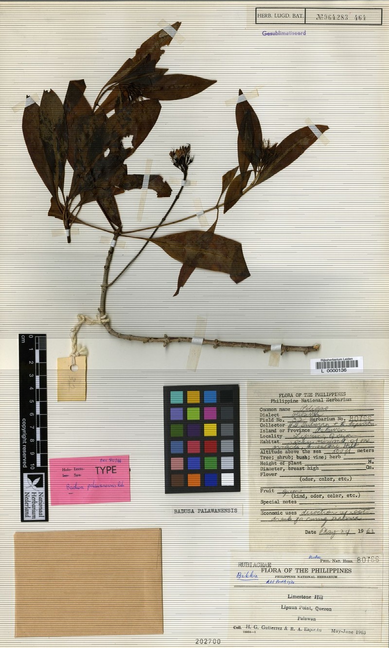 Badusa palawanensis