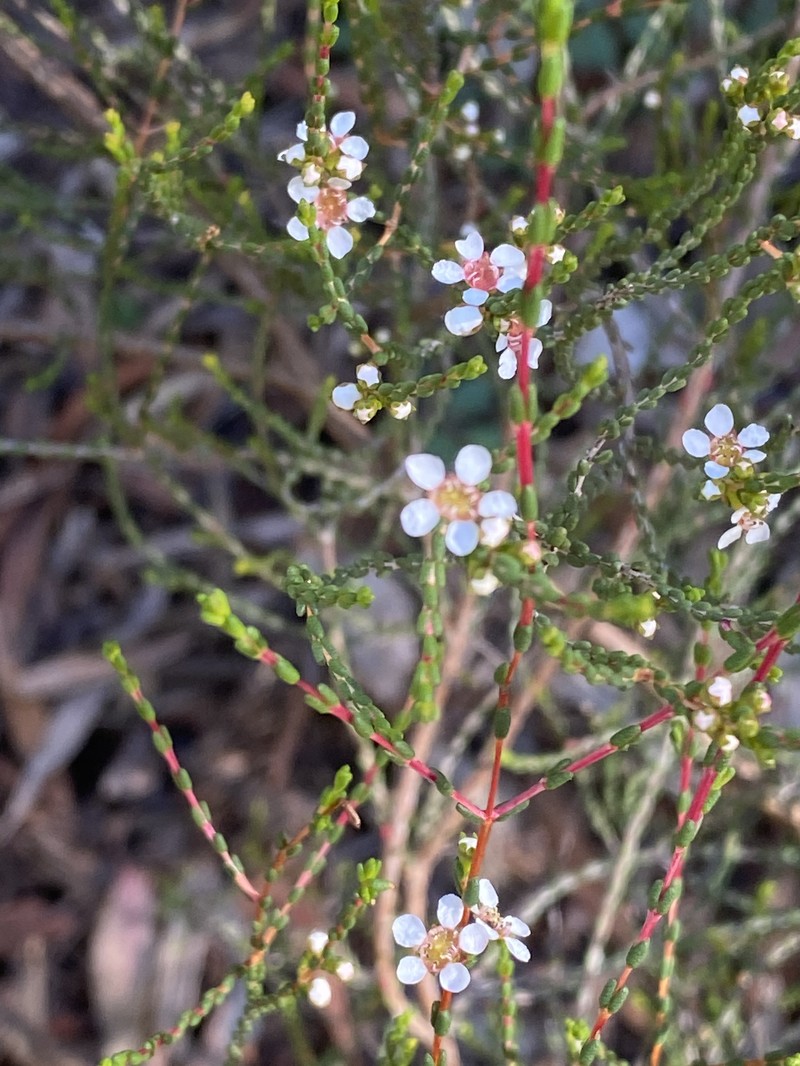 Baeckea brevifolia