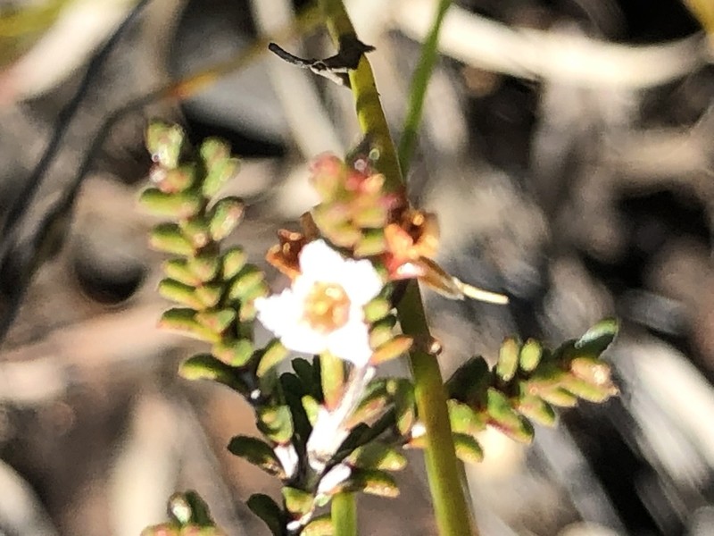 Baeckea brevifolia photo 2