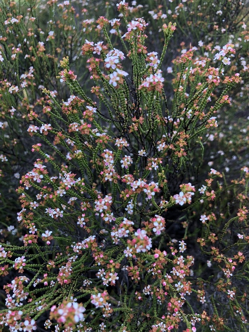Baeckea brevifolia photo 3