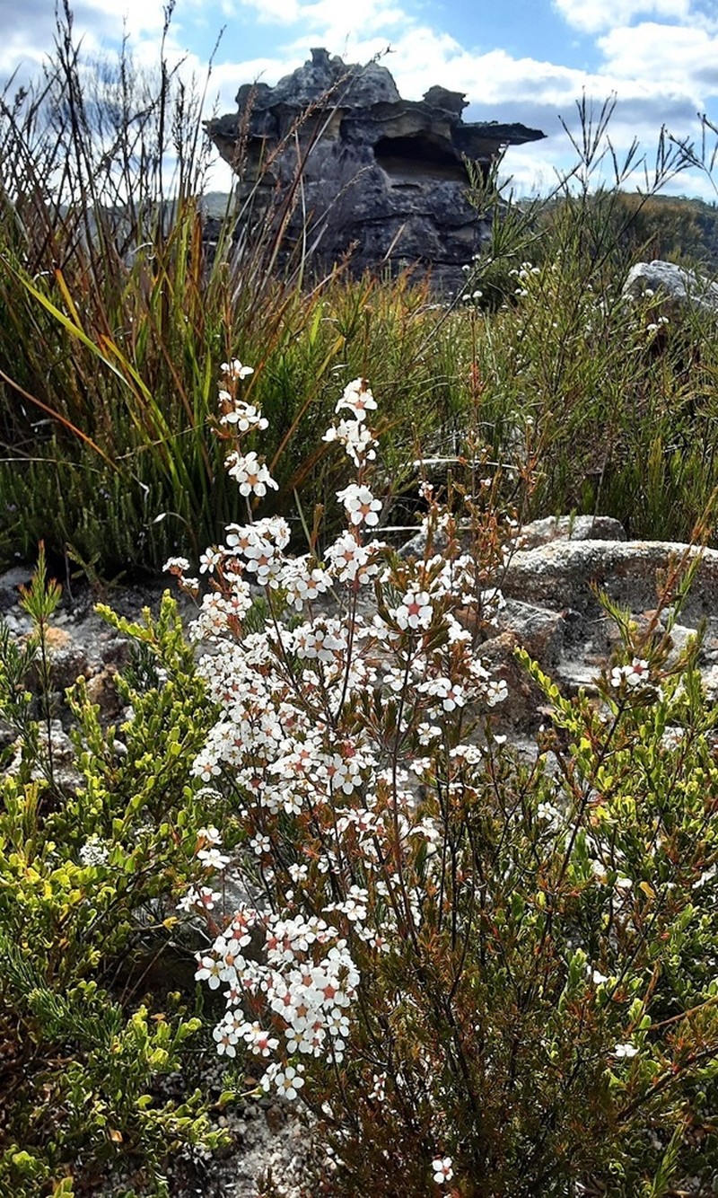 Baeckea brevifolia photo 4