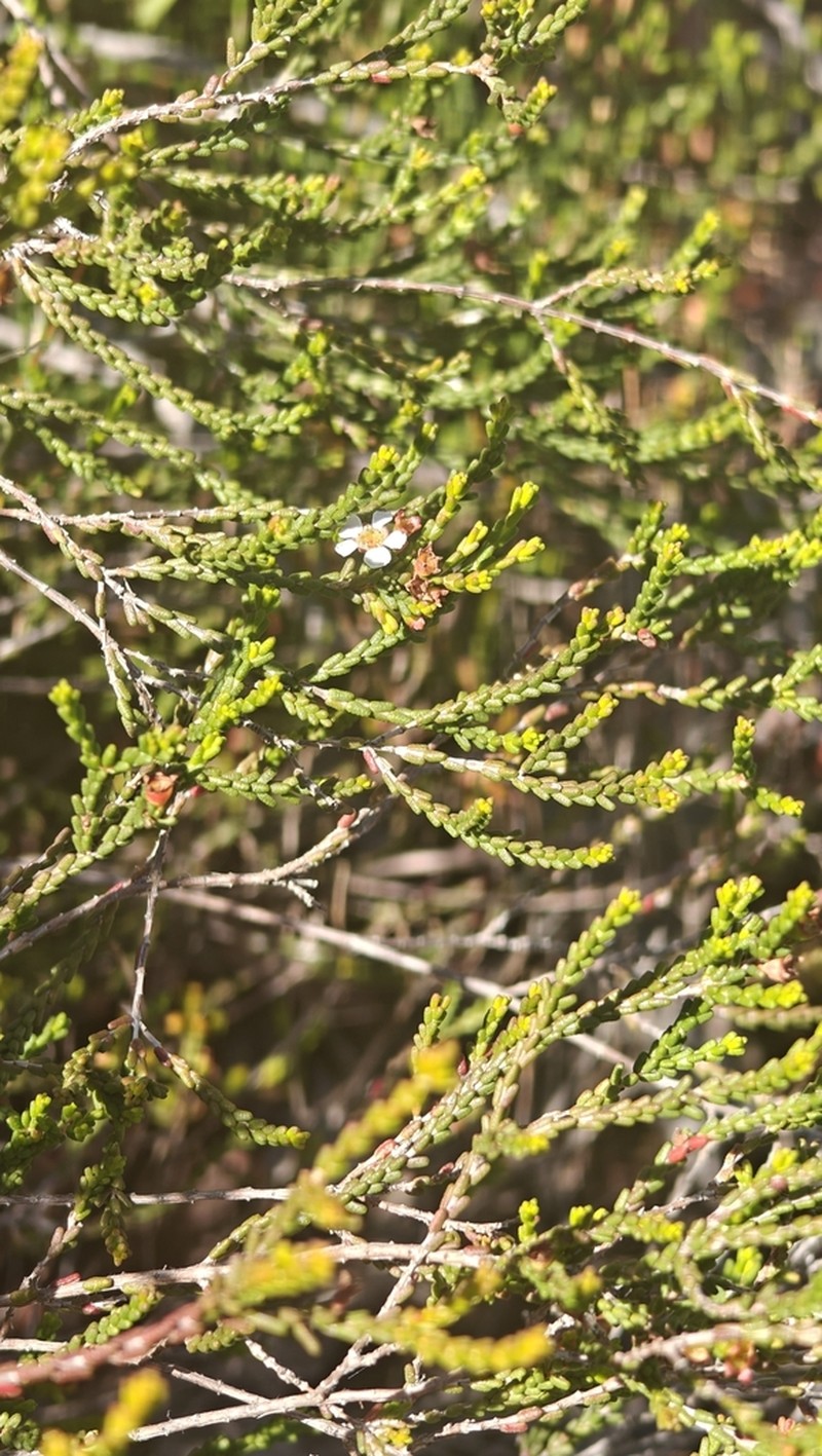 Baeckea brevifolia photo 5