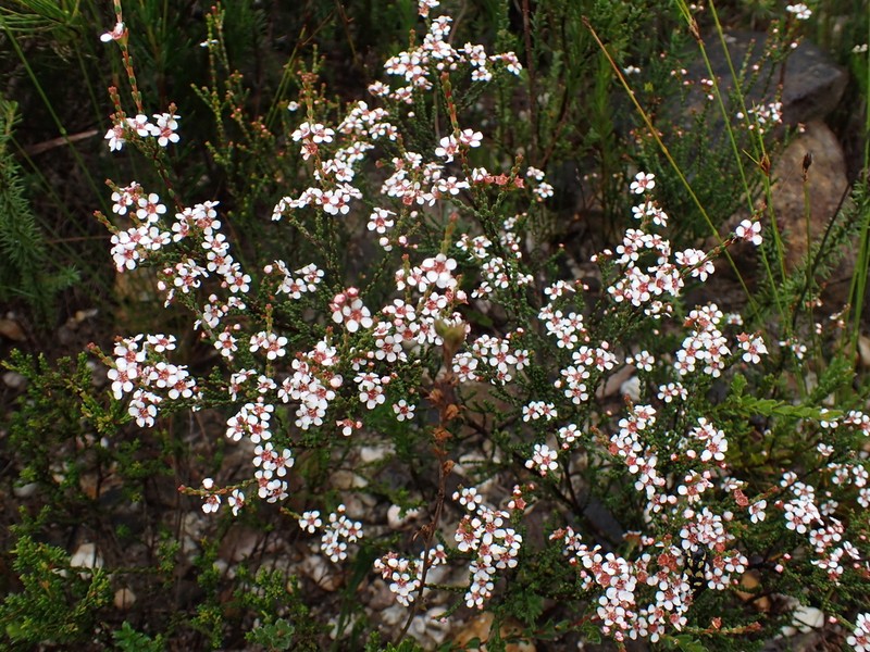 Baeckea brevifolia photo 6