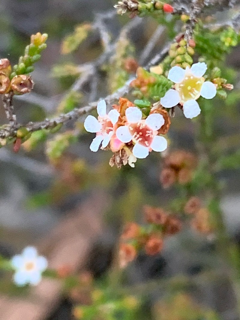 Baeckea brevifolia photo 7