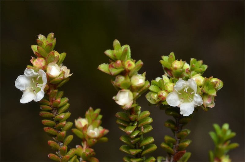 Baeckea diosmifolia