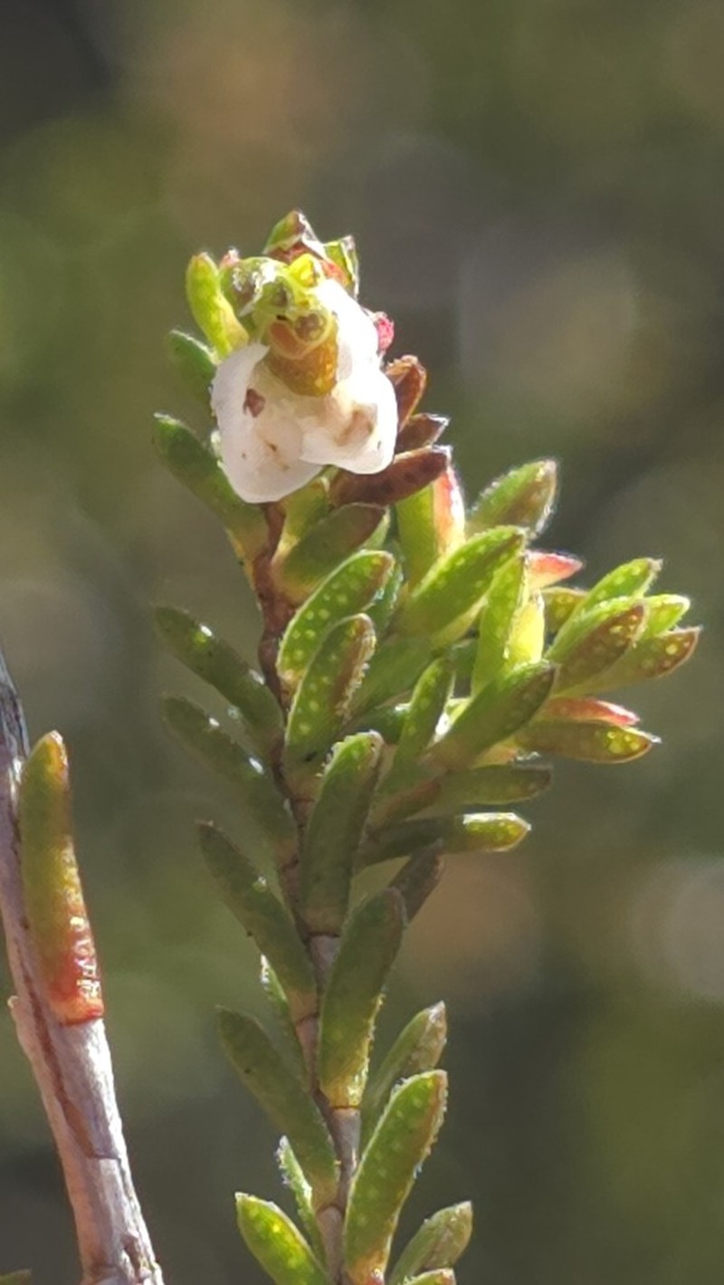 Baeckea diosmifolia photo 2