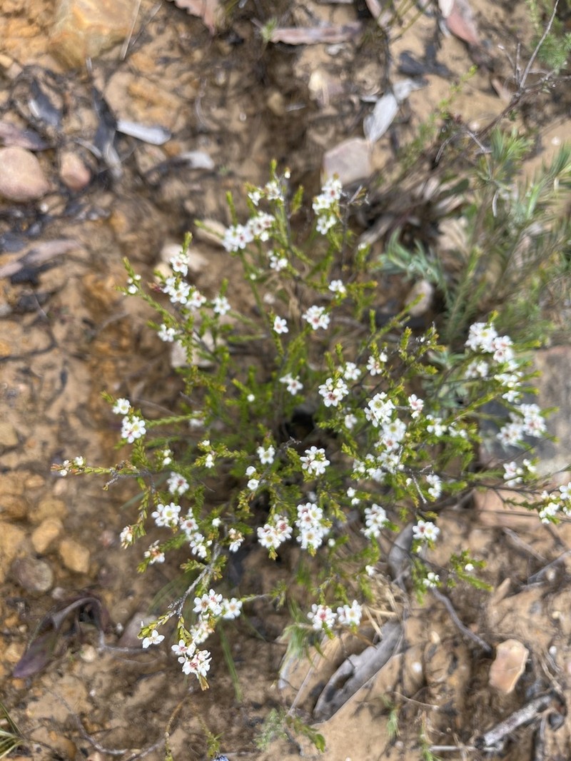 Baeckea diosmifolia photo 3