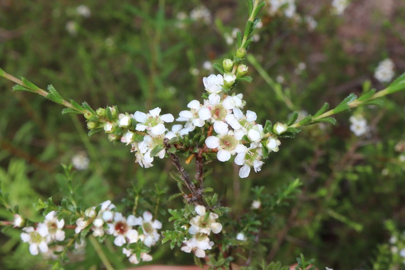 Baeckea diosmifolia photo 4