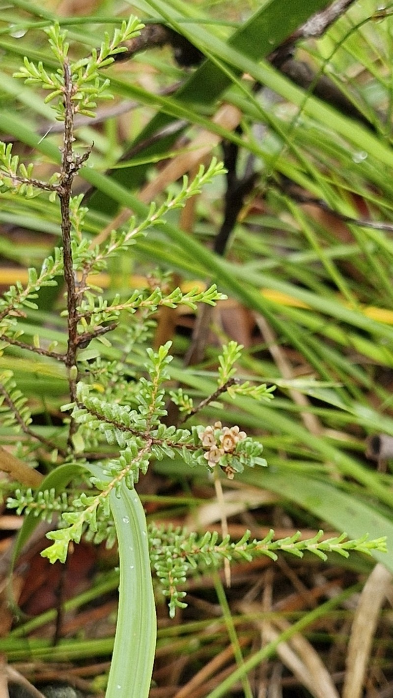 Baeckea diosmifolia photo 5