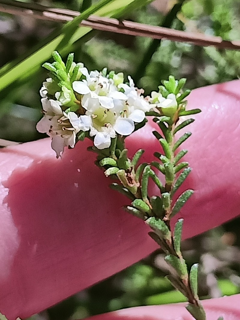 Baeckea diosmifolia photo 6