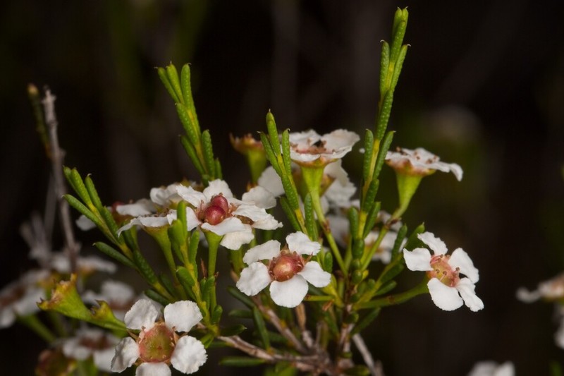 Baeckea elderiana