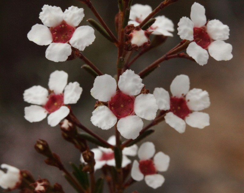 Baeckea elderiana photo 3